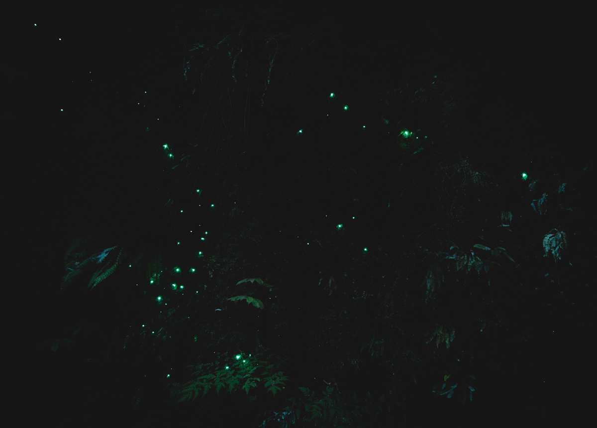 Glowworms Forest Ruakuri