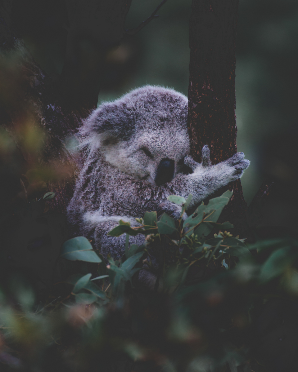 Magnetic Island Koala