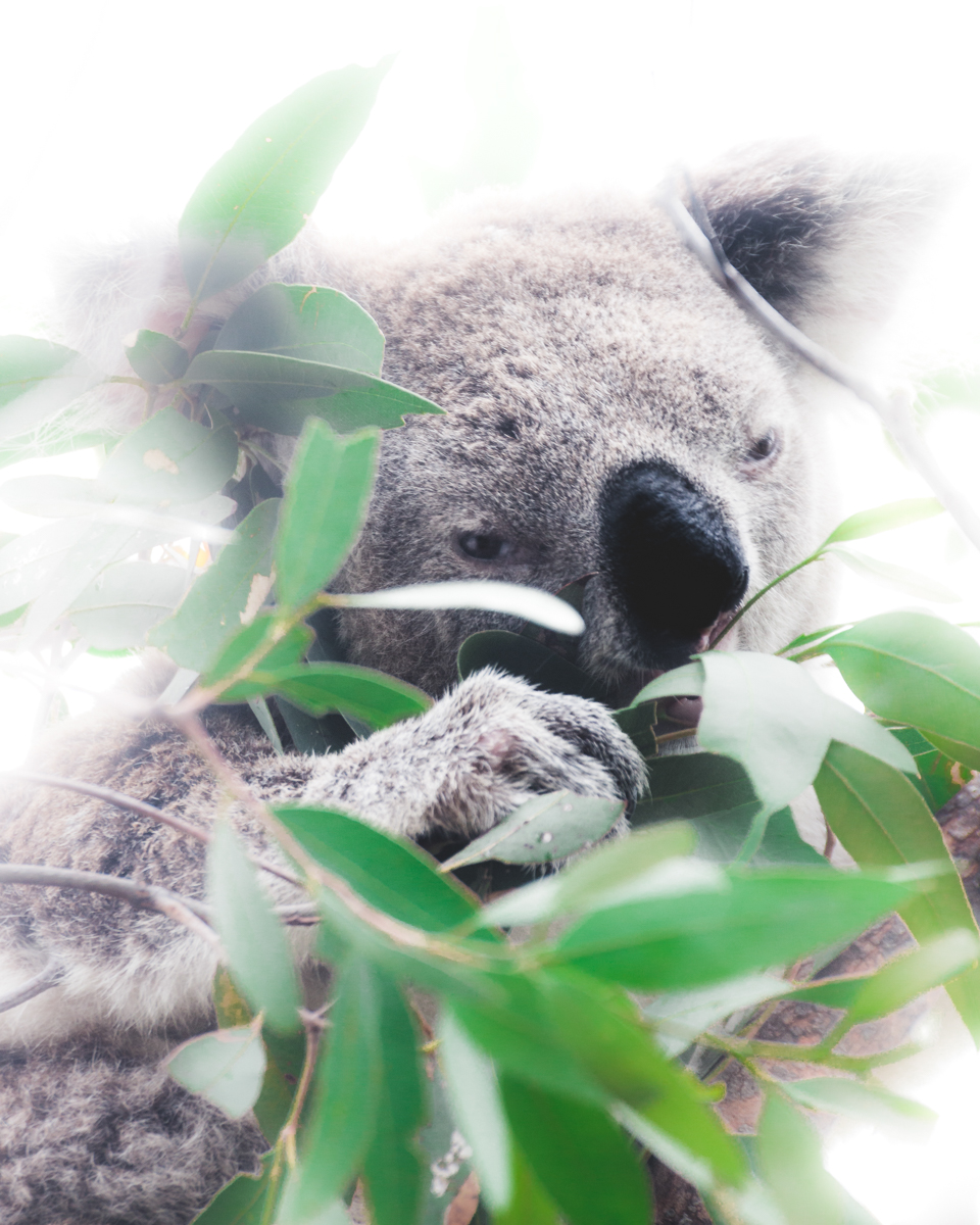 Magnetic Island Koala Eating