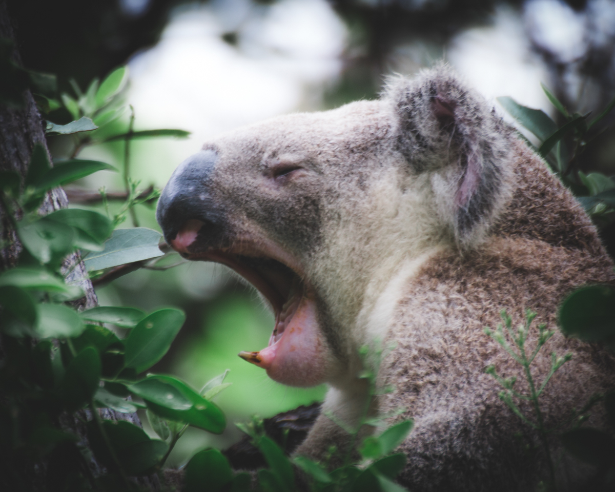 Magnetic Island Koala Yawning