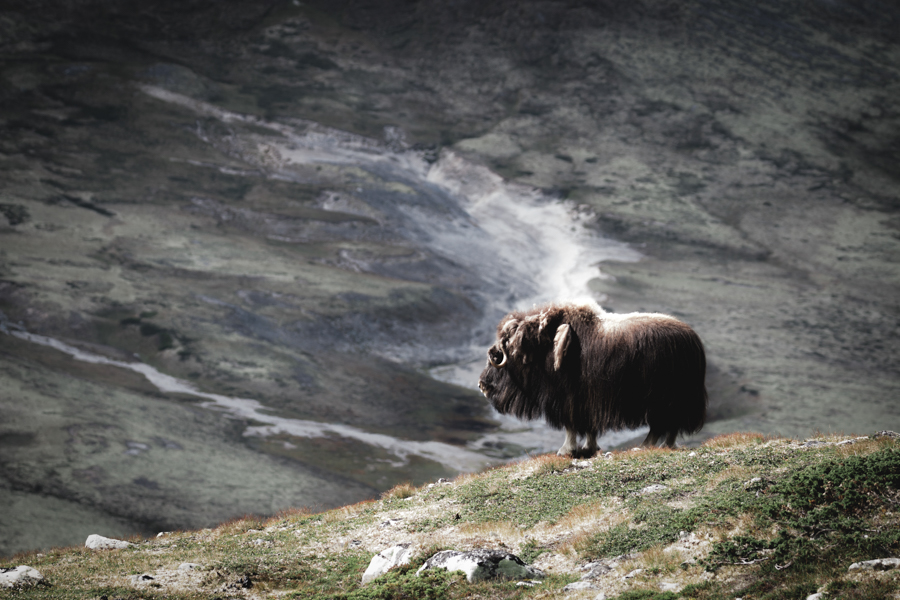 Musk oxen in the landscape