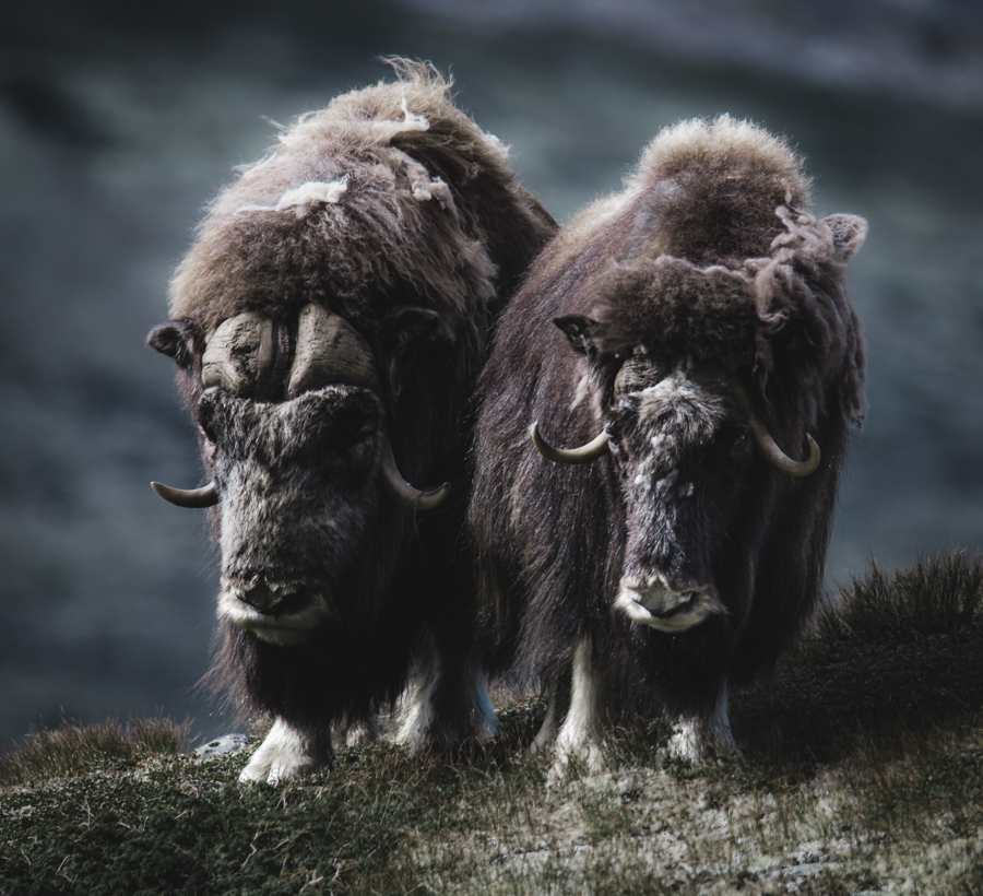 Musk oxen bull and cow