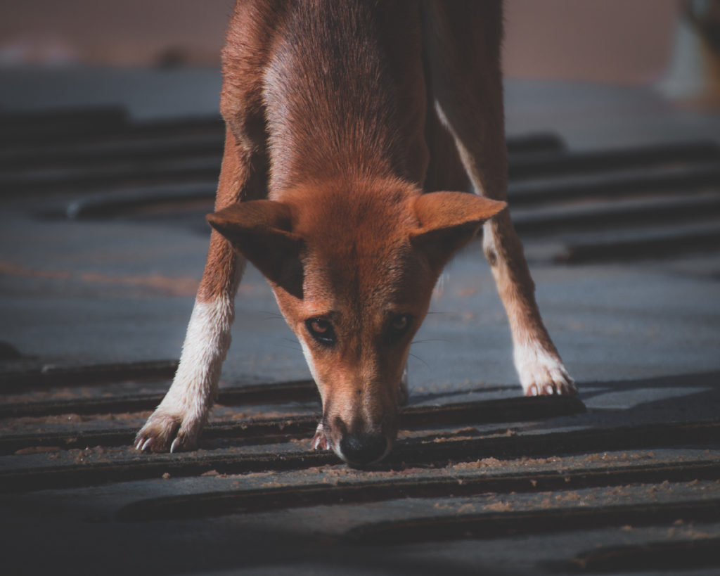 Dingo begging on the boat ramp