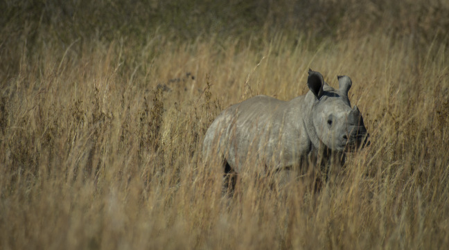 james-orr-baby-rhino