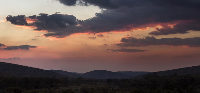 How a Leopard Rewilded Me