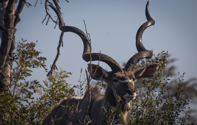 kudu-male-james-orr
