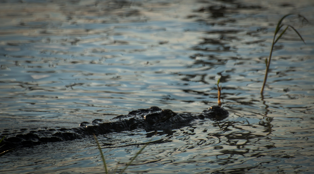 james-orr-photography-crocodile-kenya