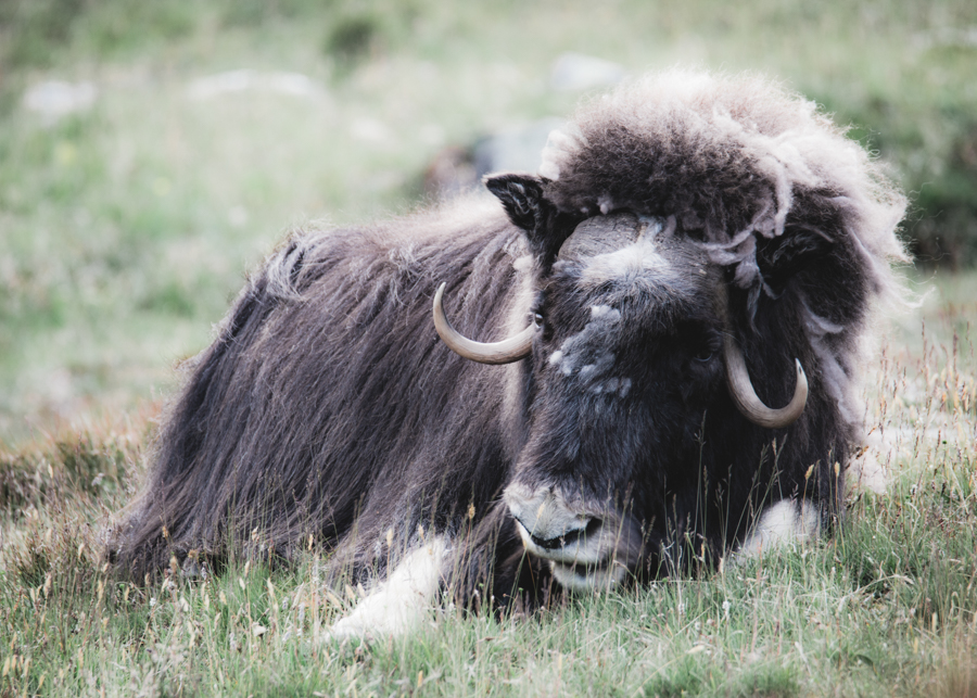 Musk oxen resting