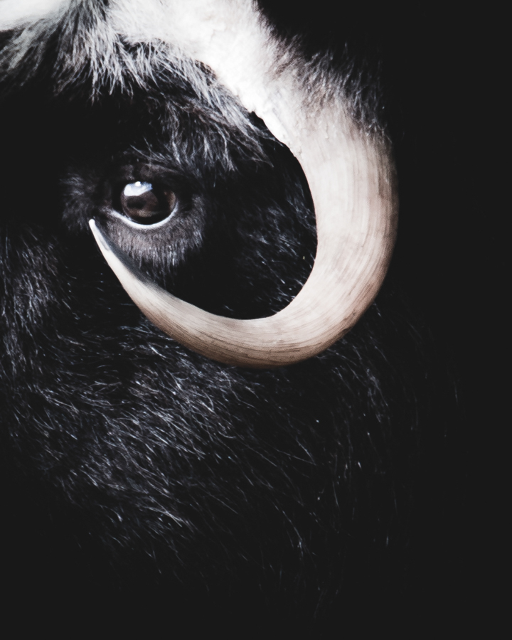 Musk Oxen horn and eye