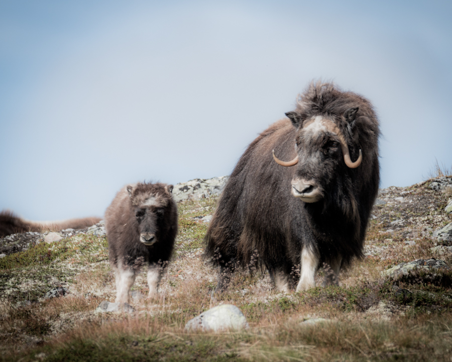 Musk Oxen mother and calf