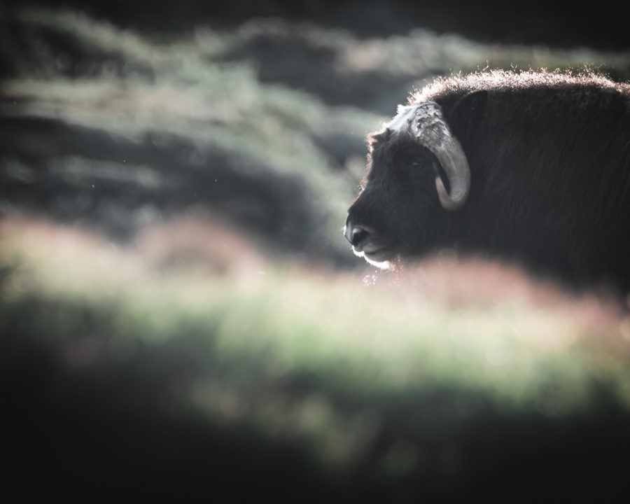 Searching for Musk Oxen in Dovrefjell, Norway