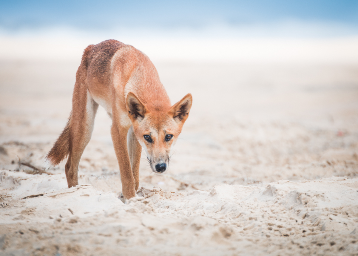 The Story of the K’Gari (Fraser Island) Dingoes