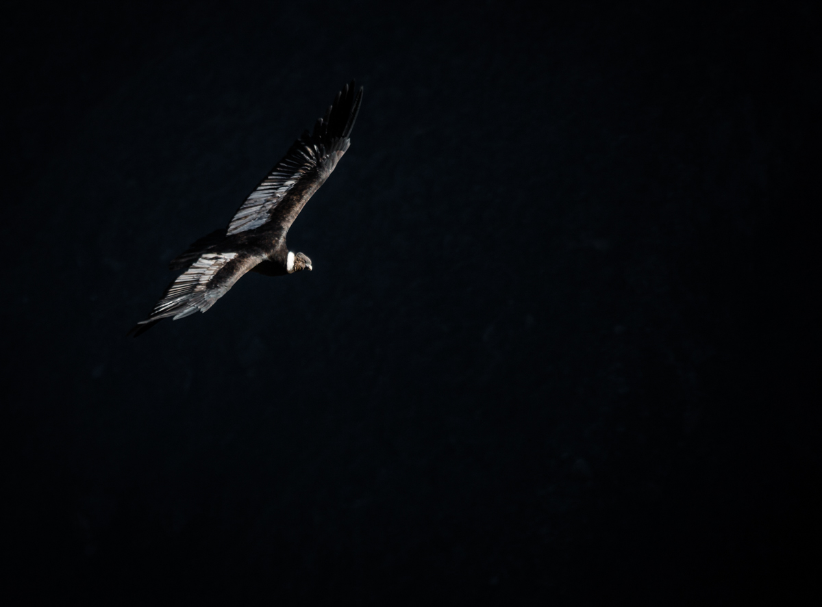 In the Shadow of the Andean Condor in Colca Canyon, Peru